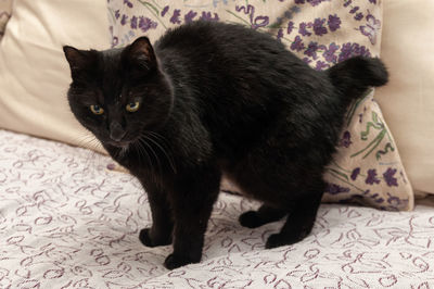 Portrait of black cat lying on bed at home