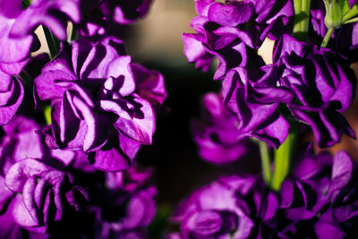 Close-up of purple flowers