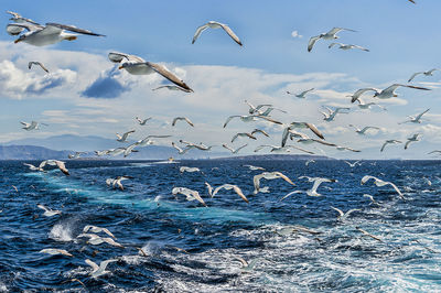 Seagulls flying over sea against sky