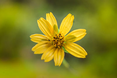 Close-up of yellow cosmos flower