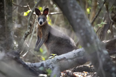 Portrait of squirrel on tree trunk