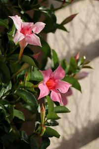 Close-up of pink flowering plant