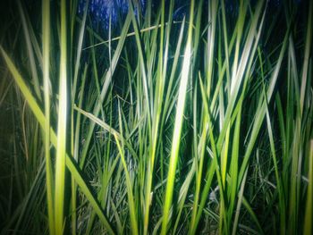 Close-up of fresh green plants in field