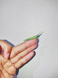 Close-up of hand holding leaf against white wall