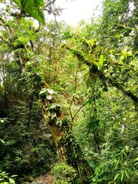 Trees growing in forest