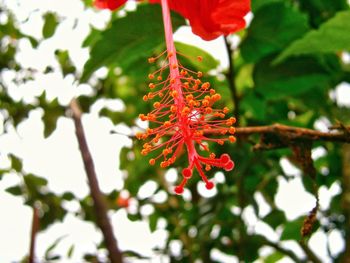 Close-up of red hibiscus on tree