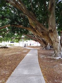 Trees in park