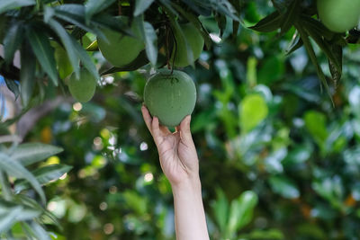 Cropped image of hand holding fruit on tree