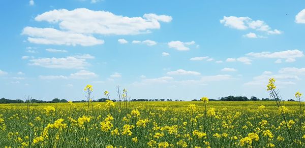 Scenic view of oilseed rape field against sky