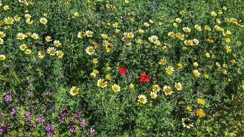 Full frame of flowers blooming in field