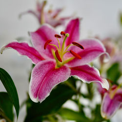 Close-up of pink flowering plant
