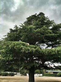 Trees in park against cloudy sky