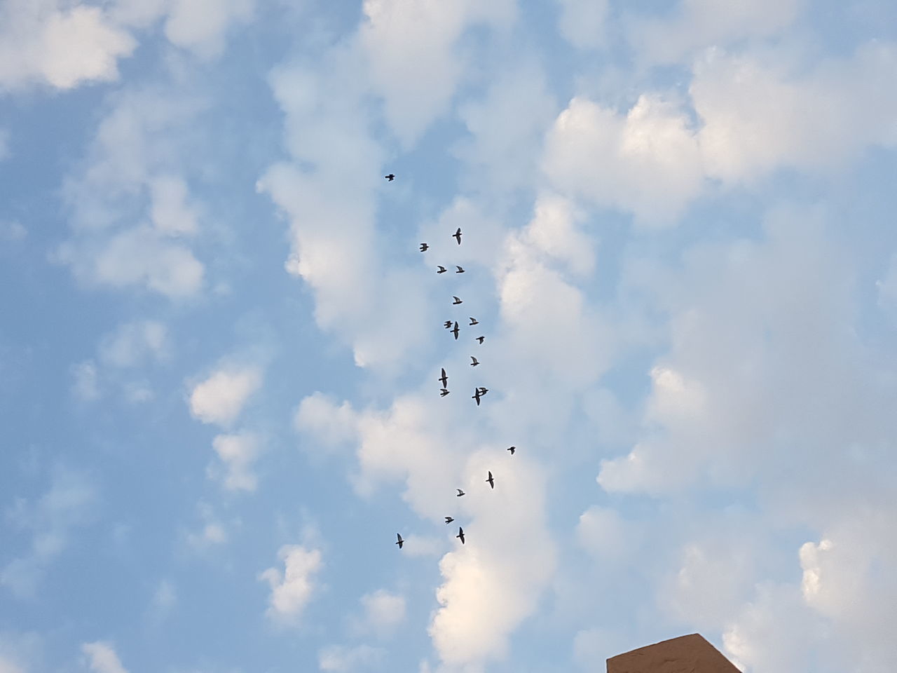 BIRDS FLYING AGAINST SKY