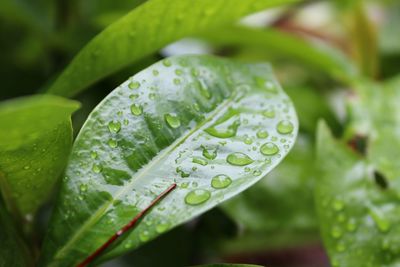 Close-up of raindrops on leaves