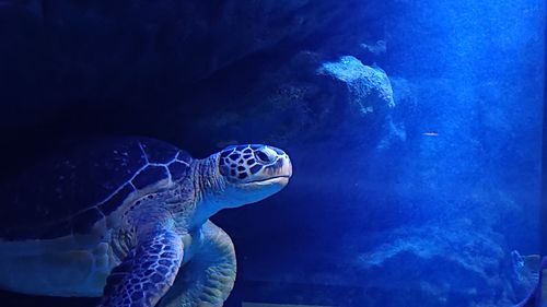 Fairytale of turtles in japanese