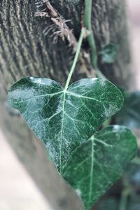 Close-up of green leaf against blurred background