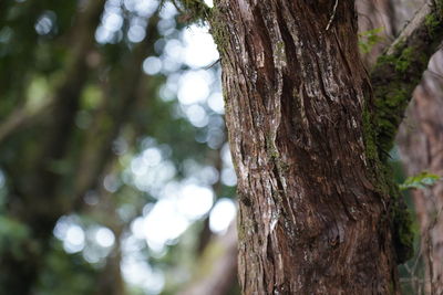 Close-up of tree trunk