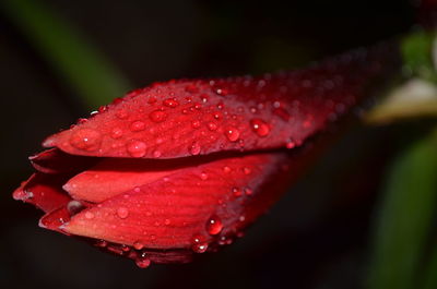 Close-up of water drops on red flower