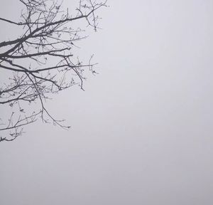 Low angle view of bare tree against clear sky