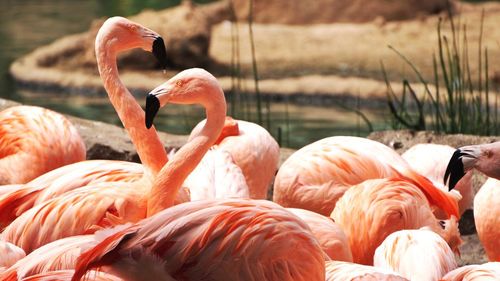 Flamingos by lake