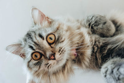 Close-up portrait of a cat