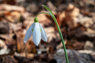 Close-up of white flowering plant