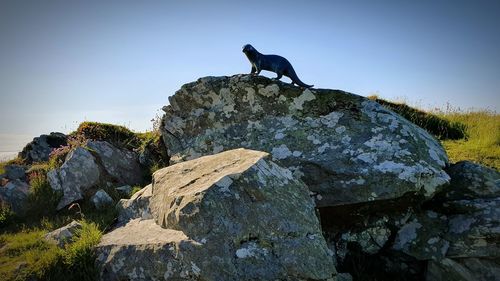 Low angle view of bird perching on rock