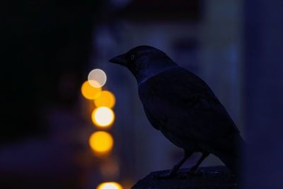 Close-up of crow perching with light at gloom