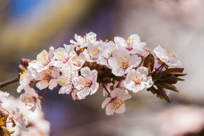 Close-up of white flowers on tree