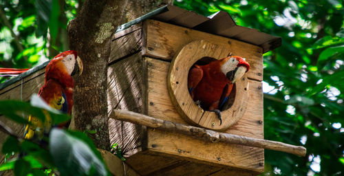 Low angle view of bird perching on a tree