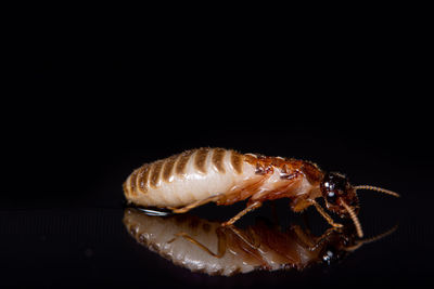 Close-up of insect over black background