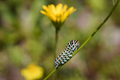 Close-up of swallowtail caterpillar