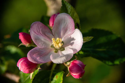 Close-up of pink flowering plant leaves