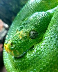 Close-up of green lizard