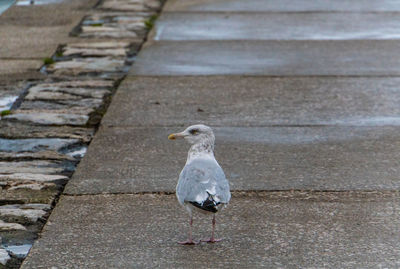 High angle view of seagull perching on footpath