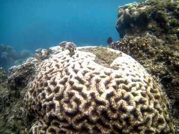 View of coral swimming in sea