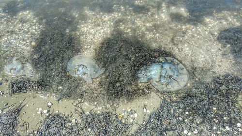 High angle view of starfish on beach