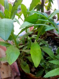 Close-up of fresh green plant