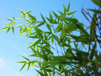 Low angle view of plant against sky