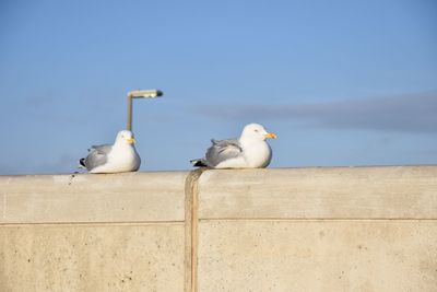 Seagulls perching on retaining wall