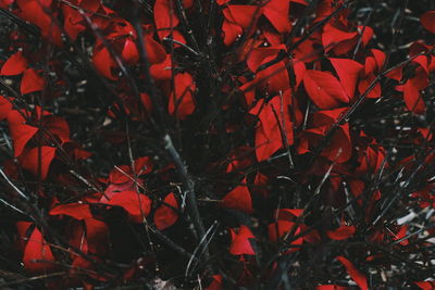 Close-up of red maple leaves at night