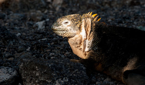 Close-up of galapagos land iguana
