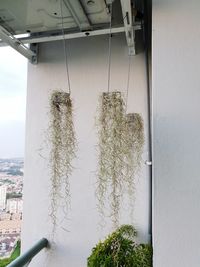 Close-up of potted plant against window of building