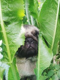 Close-up of cat on plant