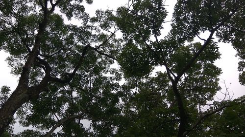 Low angle view of trees against sky