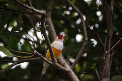 Orange and yellow lady gouldian finch erythrura gouldiae bird on a tree branch.