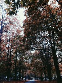 Low angle view of trees