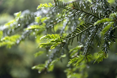 Close-up of wet ferns outdoors