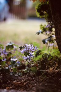 Close-up of purple flowering plants on field