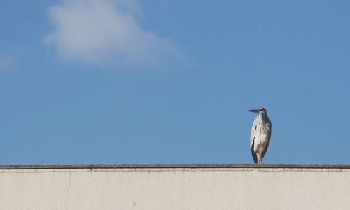 Low angle view of bird perching on tree